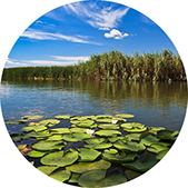 Wild summer in Bucharest – Special Offer